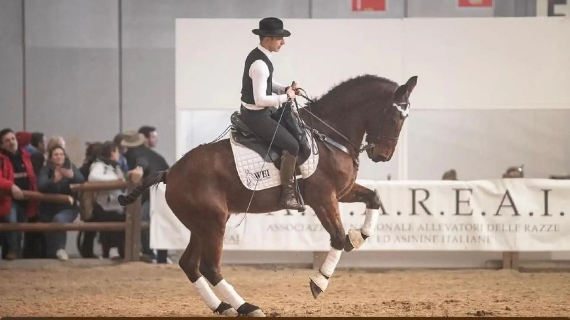 Il Ginepro protagonista a Verona con il Cavallo Pentro.